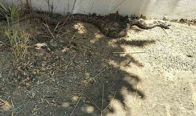Menteşe'de zehirli engerek okul bahçesinde görüldü