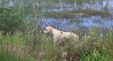Milleyha Sulak Alanına 5 yavru köpeği bırakan 2 şahsa 540 bin TL para cezası uygulandı