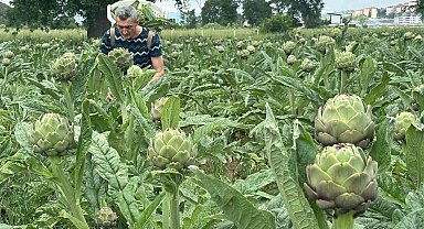 Milyonlarca liralık konutların arasında tarımsal üretim mücadelesi