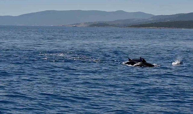Muğla Valisi Akbıyık'ı denizde yunuslar karşıladı