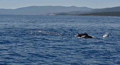 Muğla Valisi Akbıyık'ı denizde yunuslar karşıladı