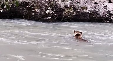 Munzur Nehri'ni geçmeye çalışan ayının mücadelesi kamerada