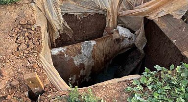Muş'ta foseptik çukuruna düşen ineği itfaiye ekipleri kurtardı