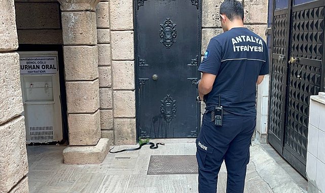 Namaza gelen cemaat karşılaştıkları yılanı önce oyuncak sandı, hareket edince telefona sarıldı