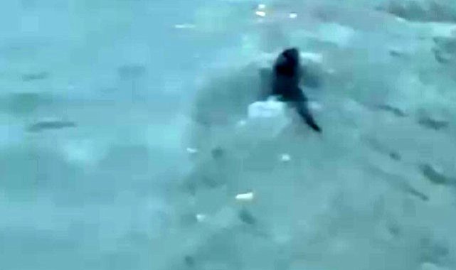 Nesli koruma altında olan su samuru ile denizde yunus balıkları görüntülendi