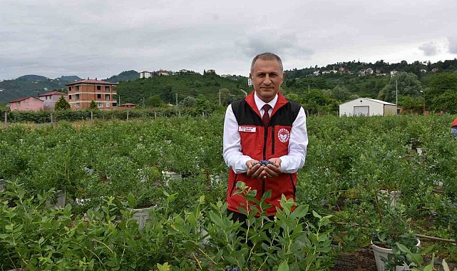 Ordu'da maviyemiş hasadı başladı