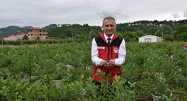 Ordu'da maviyemiş hasadı başladı