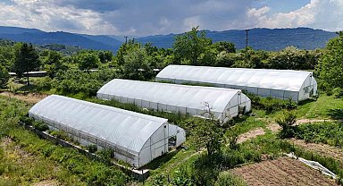 Ordu'da örtü altı üretim 68 bin metrekareye ulaştı