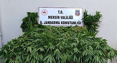 Ormanda kenevir yetiştirenlere suçüstü operasyon: 2 tutuklama