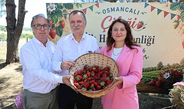 Osmancalı Çileği'nin ilk hasadı şenlikle yapıldı