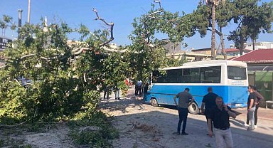 Osmaniye'de çınar ağacı, halk otobüsünün üzerine düştü: Saniyelerle kurtuldu