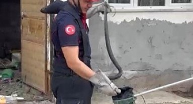 Osmaniye'de evin bahçesinde görülen yılan yakalandı