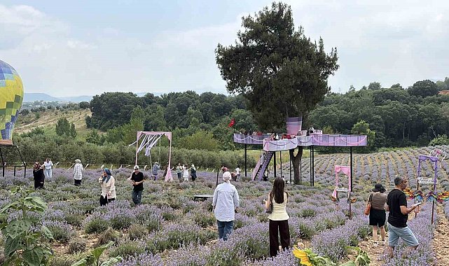 Osmaniye'de mis kokulu lavantalar arasında renkli festival
