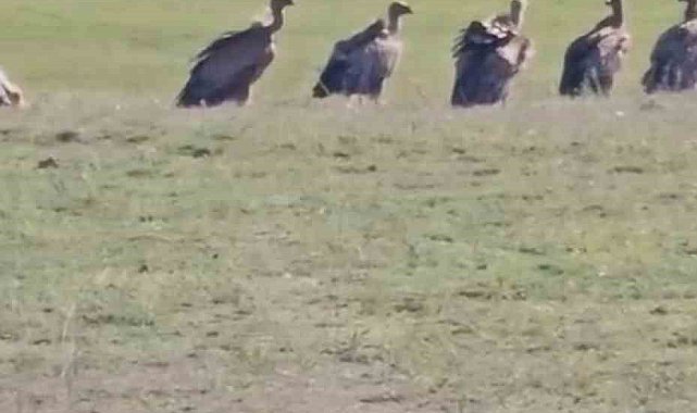 Özalp ilçesinde kızıl akbaba sürüsü görüldü