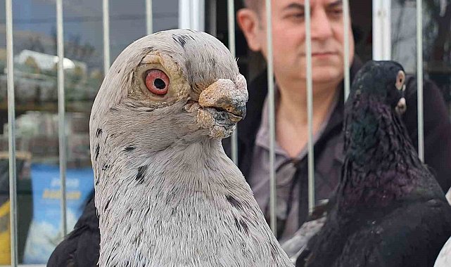 Parmak ucunda yürüyen endemik Tokur güvercinleri görücüye çıktı