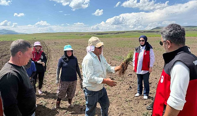 Patnos'ta ada çayı üretimi başladı