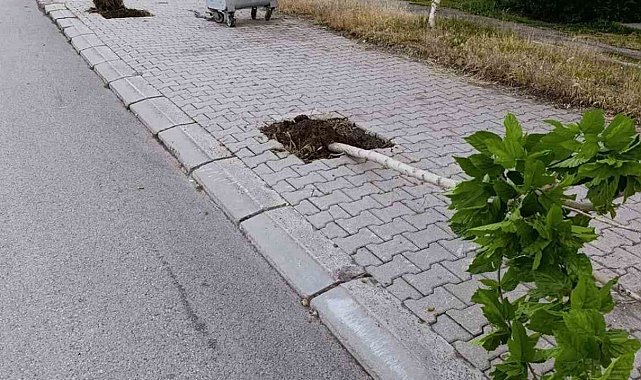 Patnos'ta ağaçlara zarar veren şüpheli yakalandı