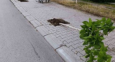 Patnos'ta yeni dikilen 15 ağaca zarar verildi