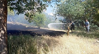 Reyhanlı'da zeytinlik yangını