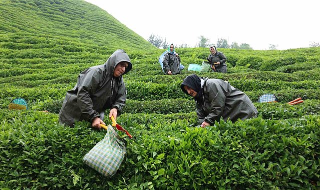 Rize'de çay tarımı yeniden şekilleniyor: Migros'tan stratejik adım