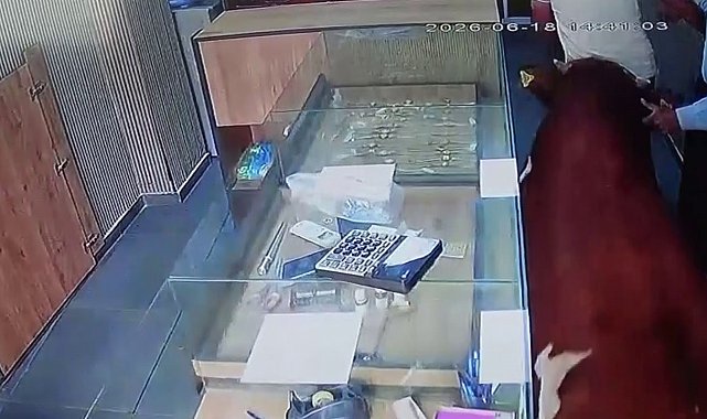 Sahibinden kaçan dana kuyumcu dükkânına girdi