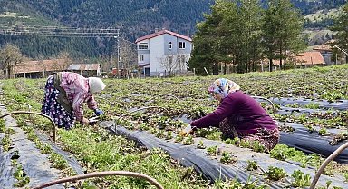 Samsun'da 14 bin 358 üreticiye destek
