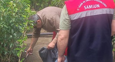 Samsun'da fidancılık işletmeleri mercek altında
