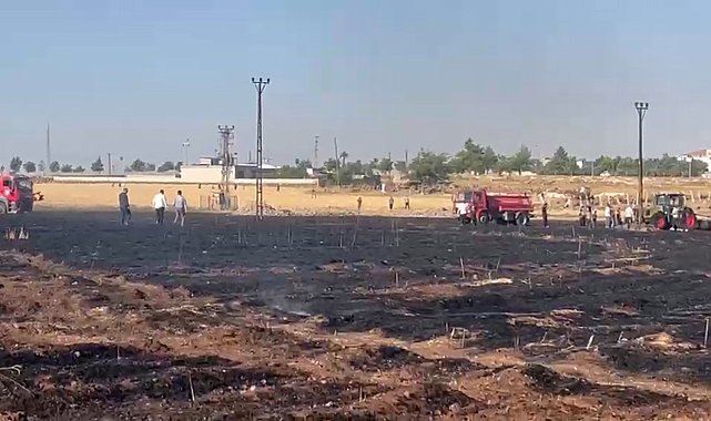 Şanlıurfa'da çıkan yangında 60 dönüm buğday ekili alan zarar gördü