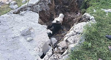 Şanlıurfa'da foseptik çukuruna düşen inek kurtarıldı