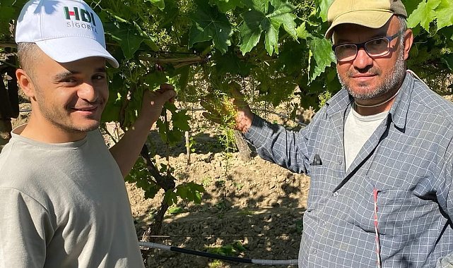 Sarıgöl TARİŞ'te yaş üzüm seferberliği