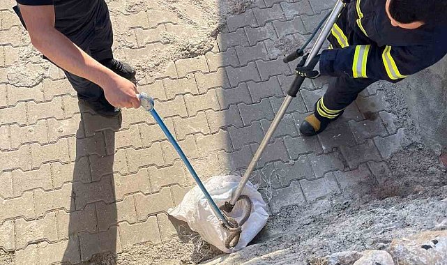 Siirt'te 1 buçuk metrelik yılan evin bahçesinden çıktı