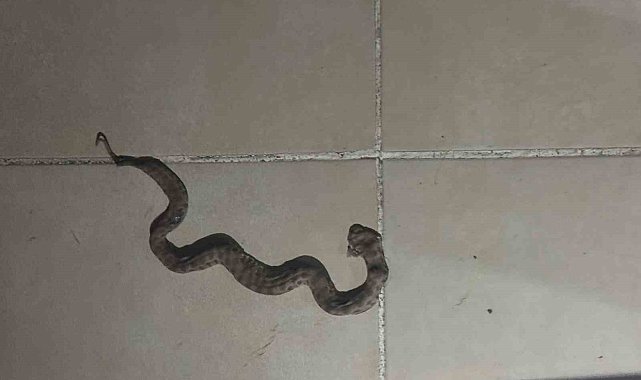 Siirt'te apartmanda görülen yılan paniğe neden oldu