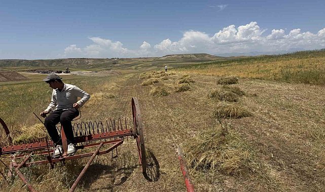 Siirt'te mercimek hasadı başladı: Çiftçinin yüzü gülüyor