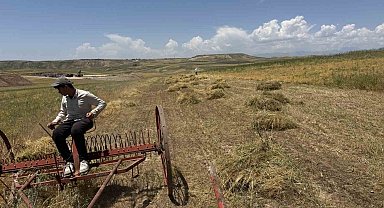 Siirt'te mercimek hasadı başladı: Çiftçinin yüzü gülüyor