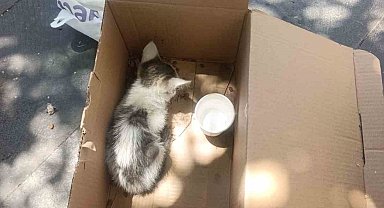 Siirt'te reklam panosuna sıkışan yavru kedi AFAD ekiplerince kurtarıldı