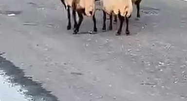Siirt'te zehirlendiği iddia edilen 32 küçükbaş hayvan telef oldu