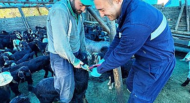 Simav'da küçükbaş hayvanlara aşılama ve küpeleme çalışması
