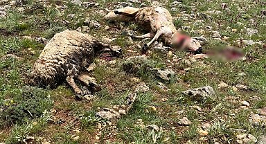 Sivas'ta koyun sürüsünün üzerine yıldırım düştü, 5 koyun telef oldu
