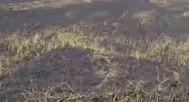 Siverek'te arazi yangını: 1'i ağır 3 yaralı, 200 dönüm ekili alan küle döndü