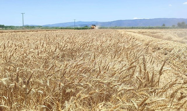 Söke Ovası'nda buğday hasadı heyecanı sürüyor