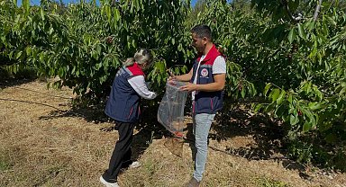 Söke'de kiraz bahçeleri denetlendi, numuneler alındı