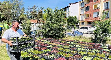 Taşköprü Belediyesi 70 bin çiçekle ilçeyi rengarenk yapacak