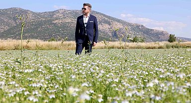 Tavas'ta karacaot ekiminde verimlilik testi yapılıyor