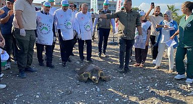 Tedavisi tamamlanan 3 deniz kaplumbağası yeniden denizle buluştu