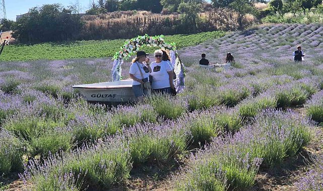 Tekirdağ'da Lavanta Şenliği başladı