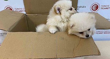 Ticaret Bakanlığı Gümrükler Muhafaza ekiplerinden yavru köpeklere yönelik kaçakçılık girişimine geçit yok