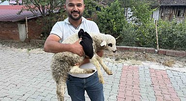 Tokat'ta sağlık personelinden yaralı kuzuya tüm teşekküllü müdahale