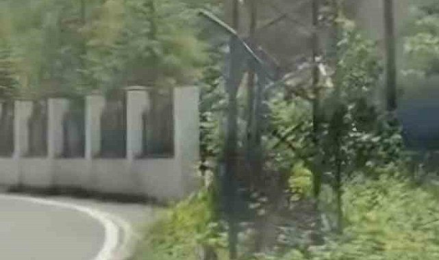Trabzon'da ilk kez görüntülendi; Çengel boynuzlu dağ keçisi yavrusu karayoluna indi