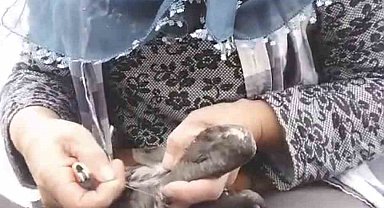 Trabzon'da karabatak kurtarma operasyonu gülümsetti