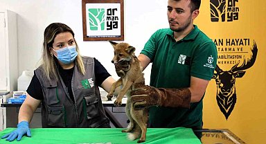 Trafik kazasında yaralanan yavru tilki Ormanya'da şifa buluyor